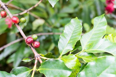 ハワイ・コナのコーヒー豆とは？